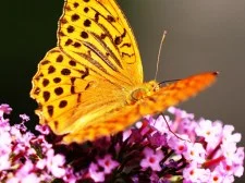 Butterflies Puzzle